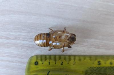 <i>Tibicina haematodes</i>