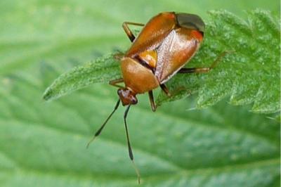 <i>Deraeocoris ruber</i>