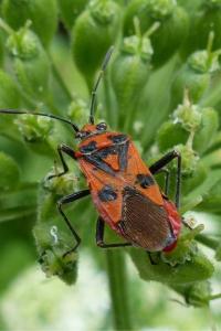 <i>Corizus hyoscyami</i>