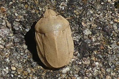 <i>Eurygaster austriaca</i>