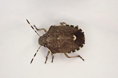 <i>Holcostethus sphacelatus</i>