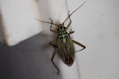 <i>Oncotylus viridiflavus</i>