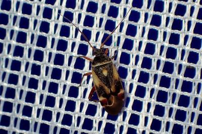 <i>Polymerus unifasciatus</i>