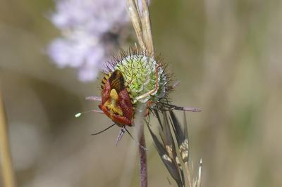<i>Carpocoris purpureipennis</i>
