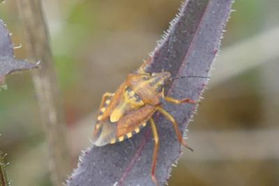<i>Carpocoris purpureipennis</i>