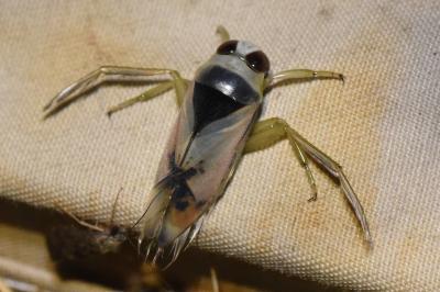 <i>Notonecta viridis</i>