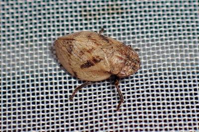 <i>Lepyronia coleoptrata</i>