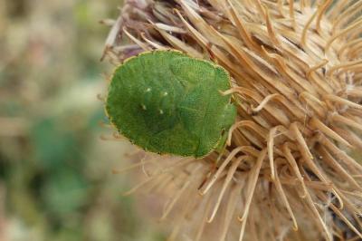 <i>Palomena prasina</i>