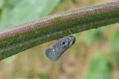 <i>Metcalfa pruinosa</i>