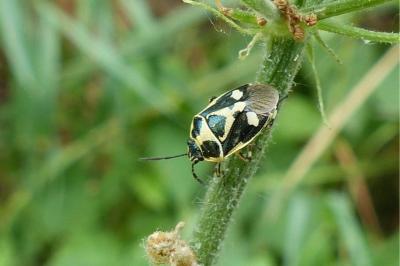 <i>Eurydema oleracea</i>