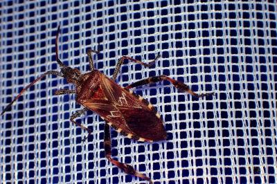 <i>Leptoglossus occidentalis</i>
