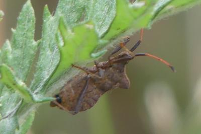 <i>Coreus marginatus</i>