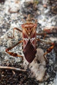 <i>Leptoglossus occidentalis</i>