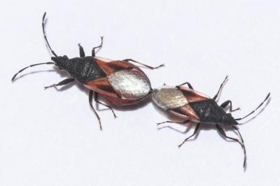 <i>Oxycarenus lavaterae</i>