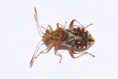 <i>Rhopalus subrufus</i>