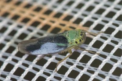 <i>Cicadella viridis</i>