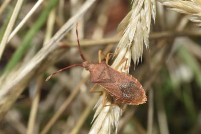 <i>Gonocerus acuteangulatus</i>
