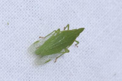 Dictyophara europaea