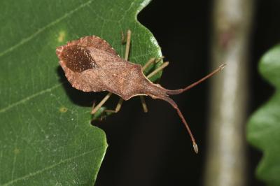 <i>Haploprocta sulcicornis</i>