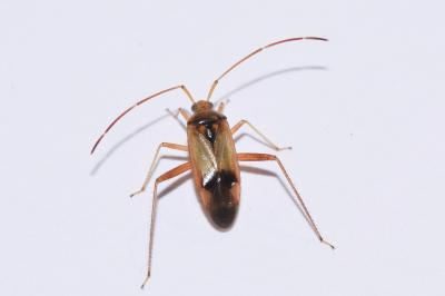 <i>Pseudomegacoelum beckeri</i>