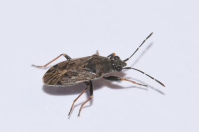 <i>Peritrechus gracilicornis</i>