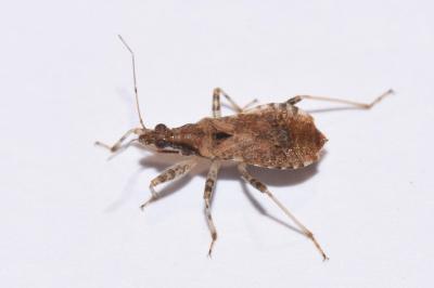 Himacerus mirmicoides