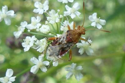 <i>Rhopalus subrufus</i>