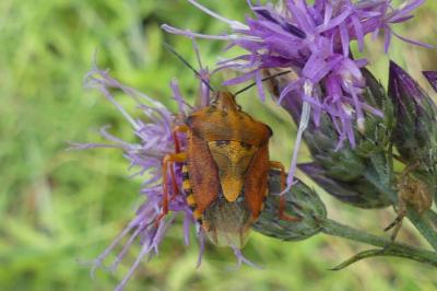 <i>Carpocoris purpureipennis</i>