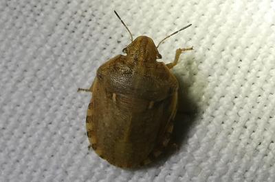 <i>Eurygaster maura</i>