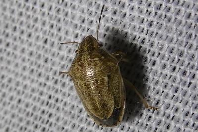 Neottiglossa leporina