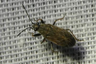 <i>Peritrechus gracilicornis</i>