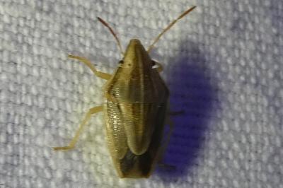 <i>Aelia acuminata</i>