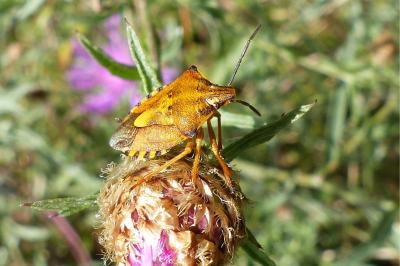 <i>Carpocoris mediterraneus</i>