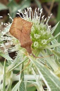 <i>Syromastus rhombeus</i>
