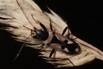 <i>Raglius confusus</i>