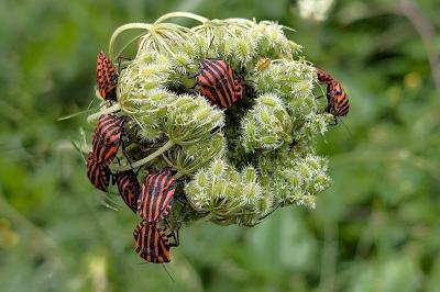 <i>Graphosoma italicum</i>