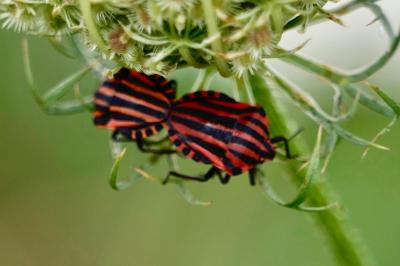 <i>Graphosoma italicum</i>