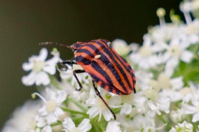 <i>Graphosoma italicum</i>
