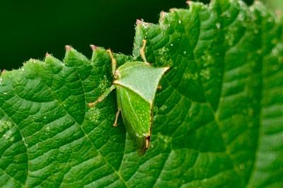 <i>Stictocephala alta</i>