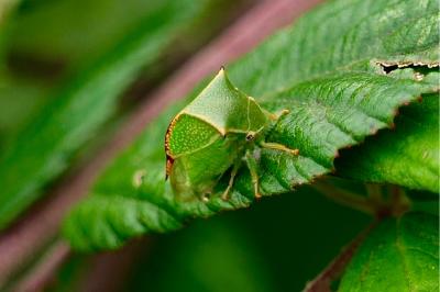 <i>Stictocephala alta</i>