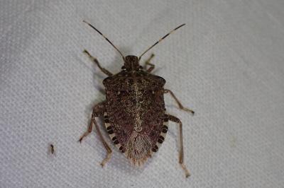 <i>Halyomorpha halys</i>