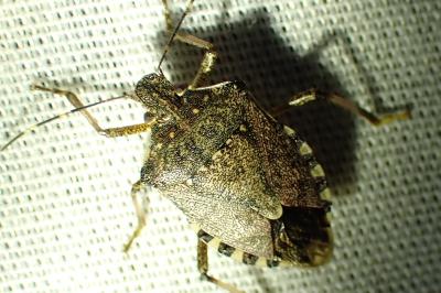 <i>Halyomorpha halys</i>