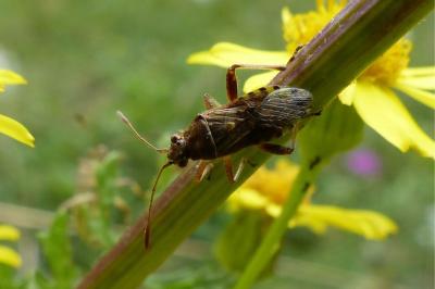 <i>Stictopleurus</i>