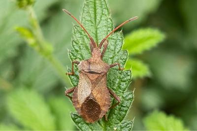 <i>Coreus marginatus</i>