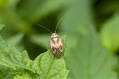 <i>Lygus pratensis</i>