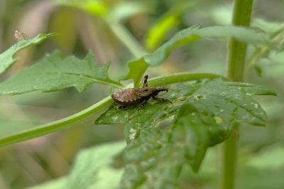 <i>Himacerus apterus</i>