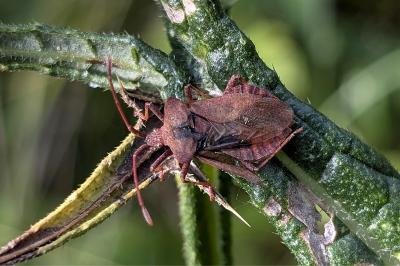 <i>Coreus marginatus</i>