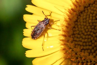 <i>Nysius</i>