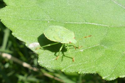 <i>Palomena prasina</i>