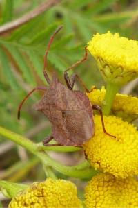 <i>Coreus marginatus</i>